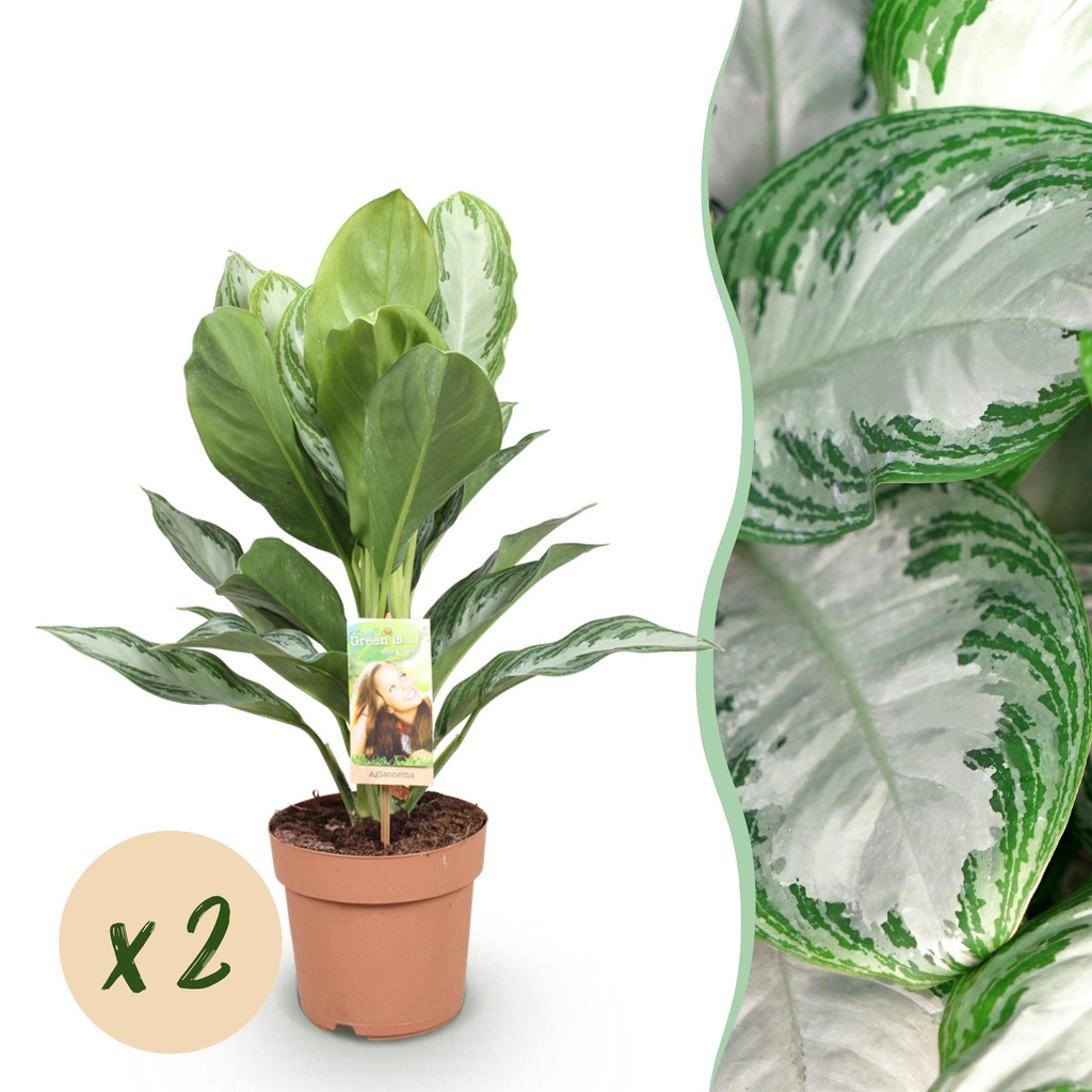 Zimmerpflanzen - Aglaonema Silver Bay - Silberblatt - Wenig Pflege - Silber - 2 Pflanzen - Topf 17cm - Höhe 70-75cm