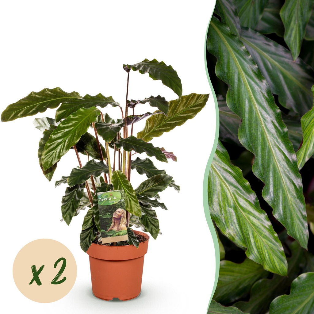 Zimmerpflanzen - Calathea Rufibarba - Pfauenpflanze - Wenig Pflege - Grün - 2 Pflanzen - Topf 17cm - Höhe 55-60cm