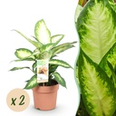 Zimmerpflanzen - Diefenbachia Camilla - Dieffenbachia - Wenig Pflege - Bunt - 2 Pflanzen - Topf 17cm - Höhe 45-50cm