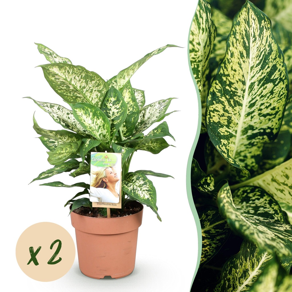 Zimmerpflanzen - Diefenbachia Compacta - Dieffenbachia - Pflegeleicht - Bunt - 2 Pflanzen - Topf 17cm - Höhe 45-50cm