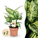 Zimmerpflanzen - Diefenbachia Compacta - Dieffenbachia - Pflegeleicht - Bunt - 2 Pflanzen - Topf 17cm - Höhe 45-50cm