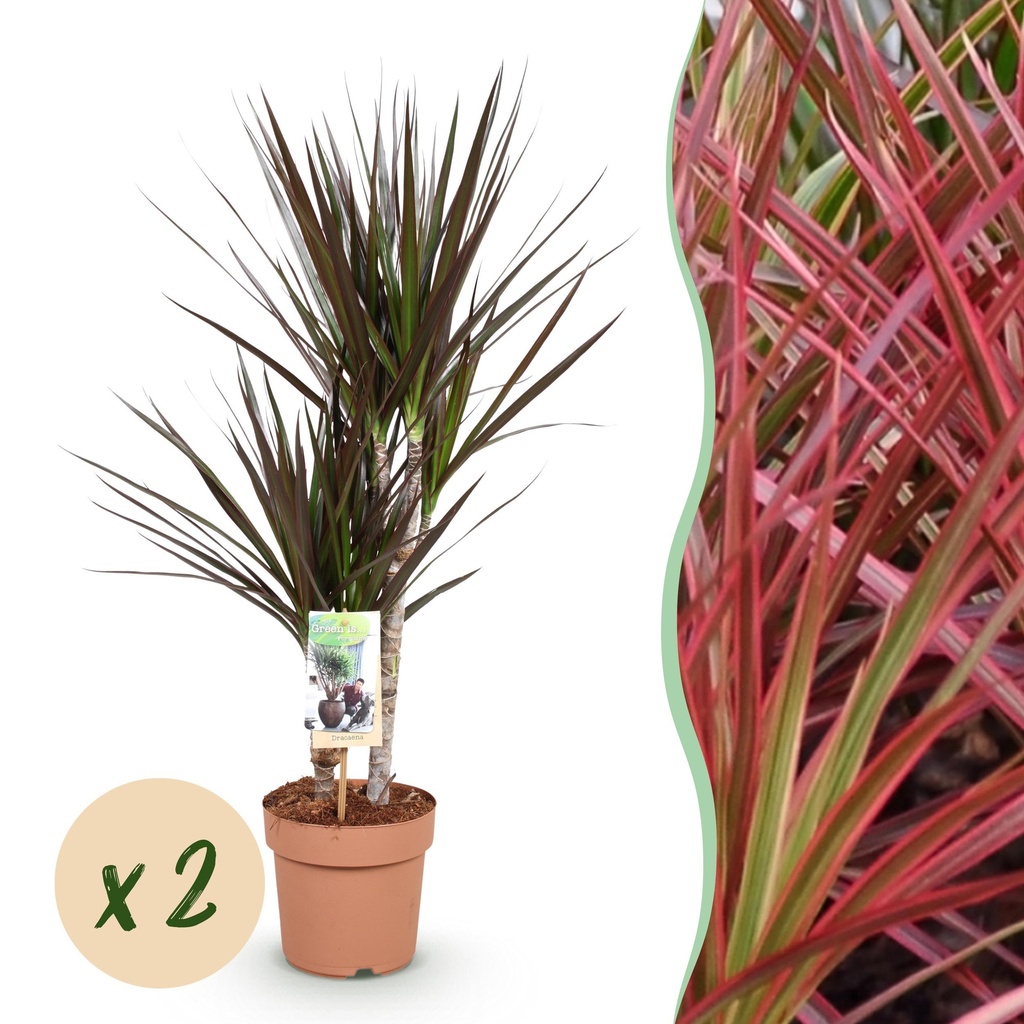 Zimmerpflanzen - Dracaena Magenta - Drachenblutbaum - wenig Pflege - Rot - 2 Pflanzen - Topf 17cm - Höhe 70-80cm