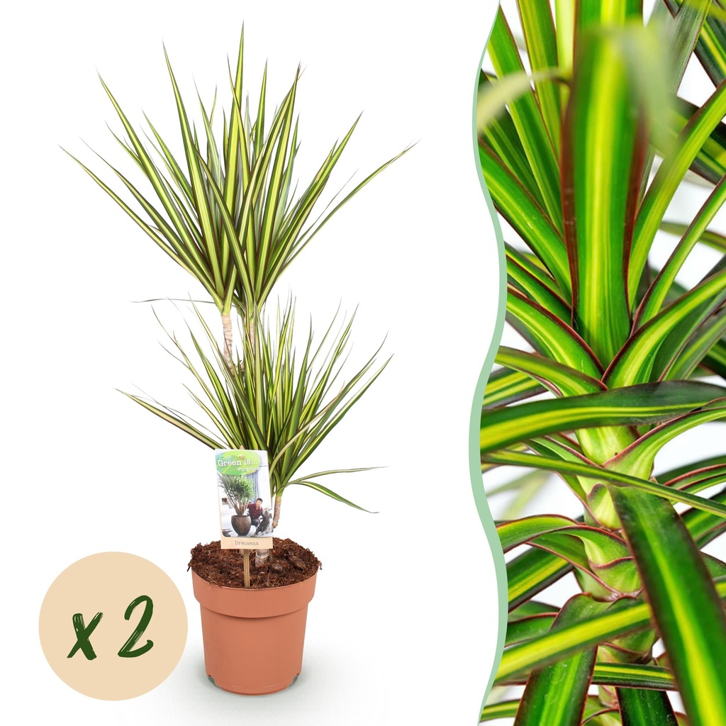 Zimmerpflanzen - Dracaena Sunray - Drachenblutbaum - Wenig Pflege - Grün - Gelb - 2 Pflanzen - Topf 17cm - Höhe 70-75cm