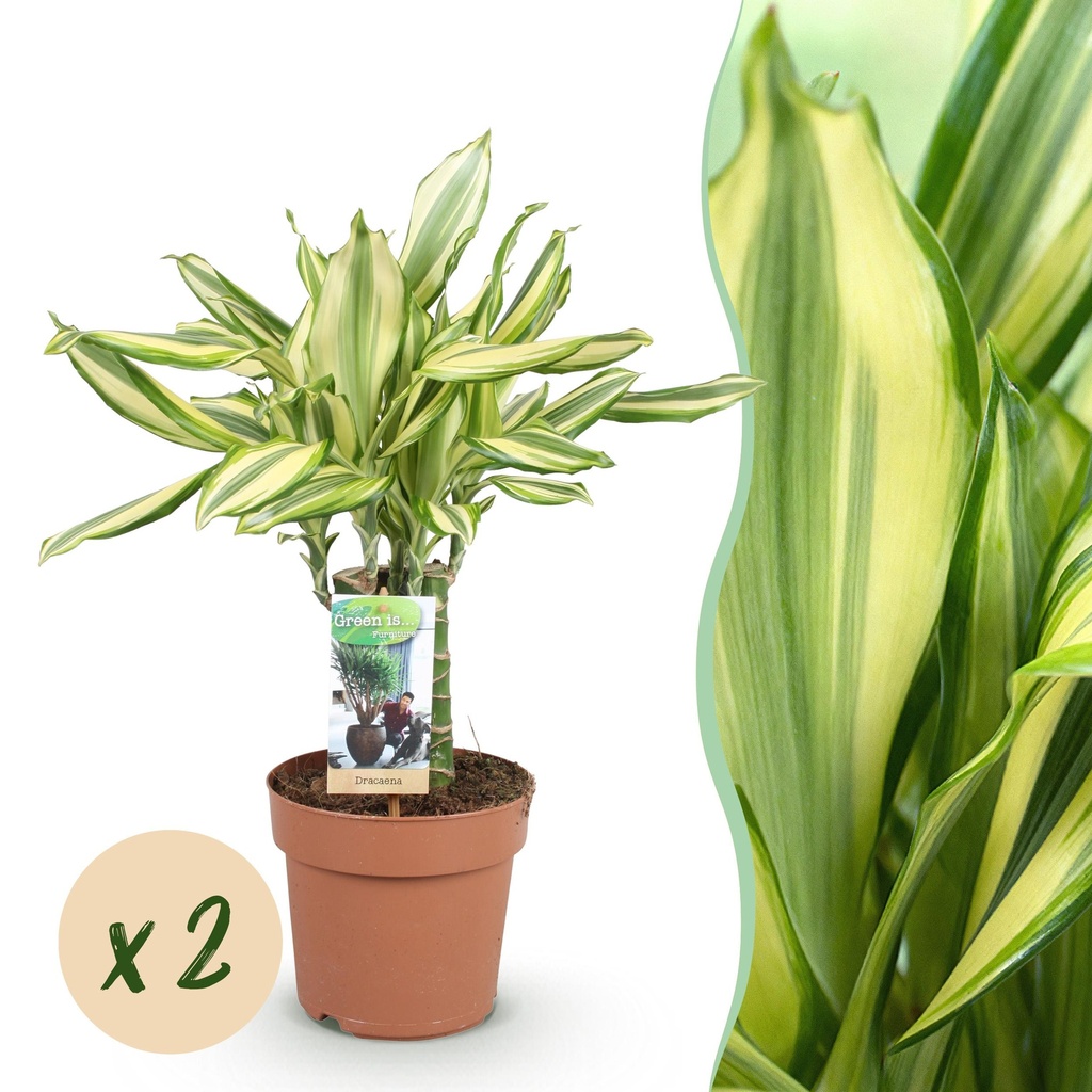 Zimmerpflanzen - Dracaena fragrans Diamond Dream - Drachenbaum - Pflegeleicht - Bunt - 2 Pflanzen - Topf 17cm - Höhe 50-55cm
