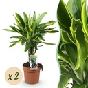 Zimmerpflanzen - Dracaena fragrans Golden Coast - Drachenblutbaum - Geringer Pflegeaufwand - Bunt - 2 Pflanzen - Topf 17cm - Höhe 50-55cm