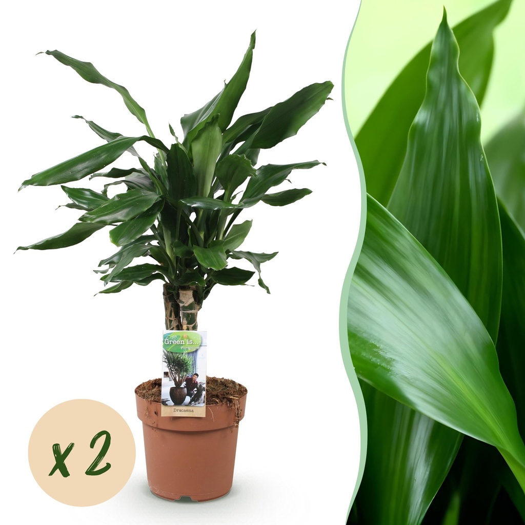 Zimmerpflanzen - Dracaena fragrans Steudneri - Drachenbaum - Pflegeleicht - Grün - 2 Pflanzen - Topf 17cm - Höhe 50-55cm