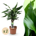 Zimmerpflanzen - Dracaena fragrans Steudneri - Drachenbaum - Pflegeleicht - Grün - 2 Pflanzen - Topf 17cm - Höhe 50-55cm