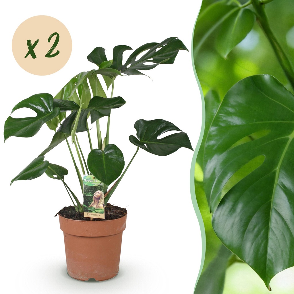Zimmerpflanzen - Monstera Deliciosa - Fensterblatt - Wenig Pflege - Grün - 2 Pflanzen - Topf 17cm - Höhe 50-55cm