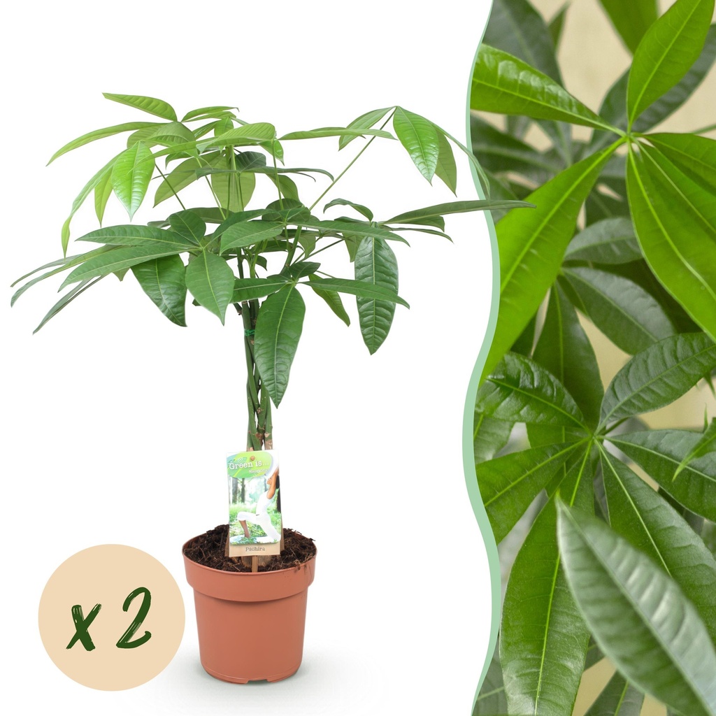 Zimmerpflanzen - Geflochtener Stamm Pachira Aquatica - Geldbaum - Wenig Pflege - Grün - 2 Pflanzen - Topf 17cm - Höhe 60-70cm