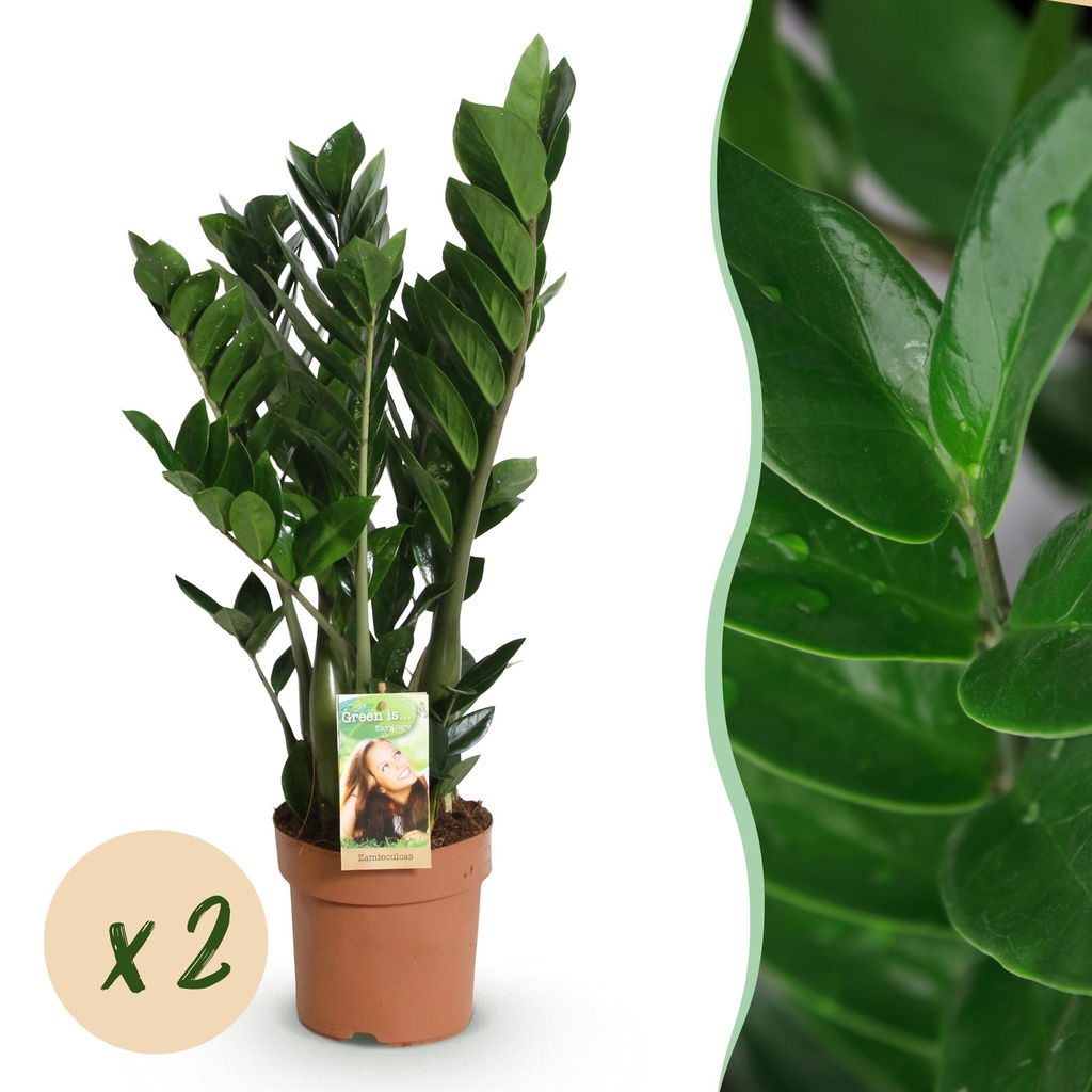 Zimmerpflanzen - Zamioculcas - ZZ-Pflanze - Wenig Pflege - Grün - 2 Pflanzen - Topf 17cm - Höhe 65-75cm