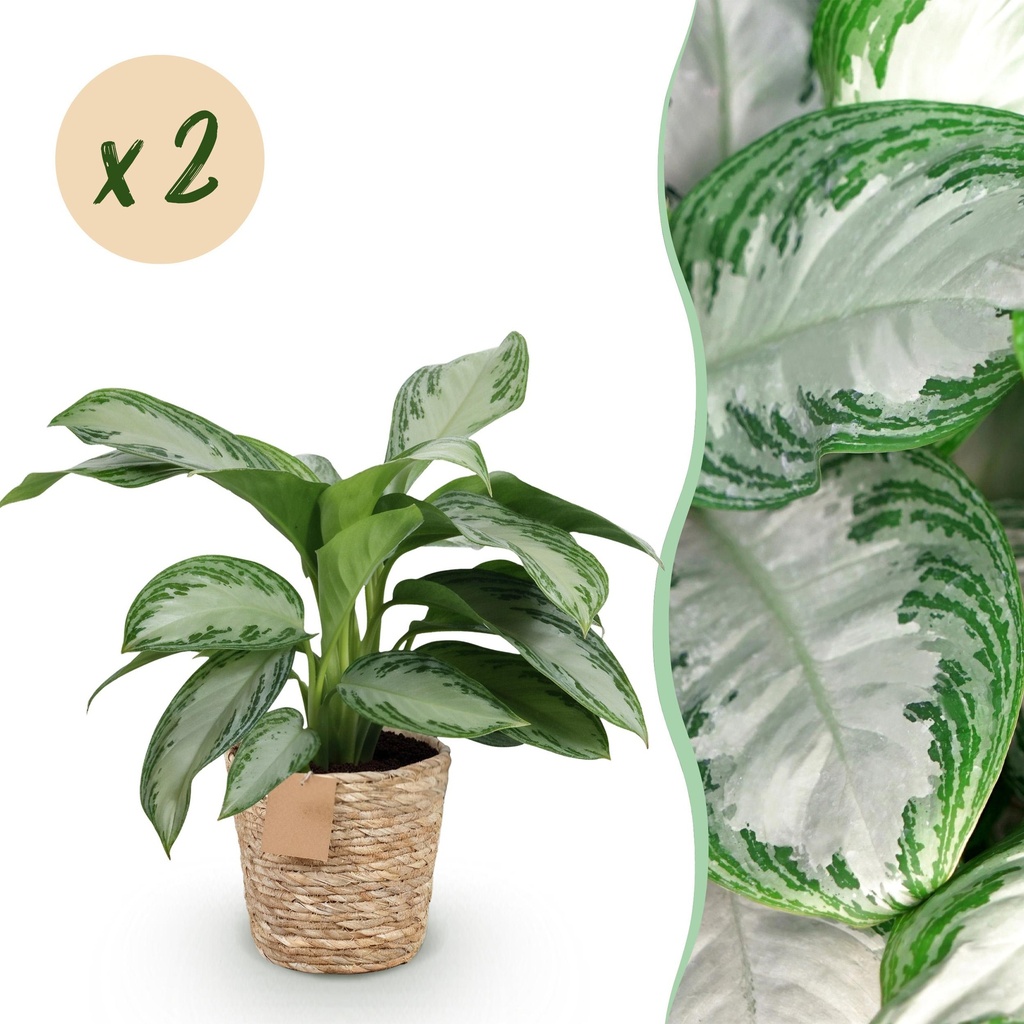 Zimmerpflanzen - Aglaonema Silver Bay - Silberblatt - Wenig Pflege - mit Korb - Silber - 2 Pflanzen - Topf 17cm - Höhe 70-75cm