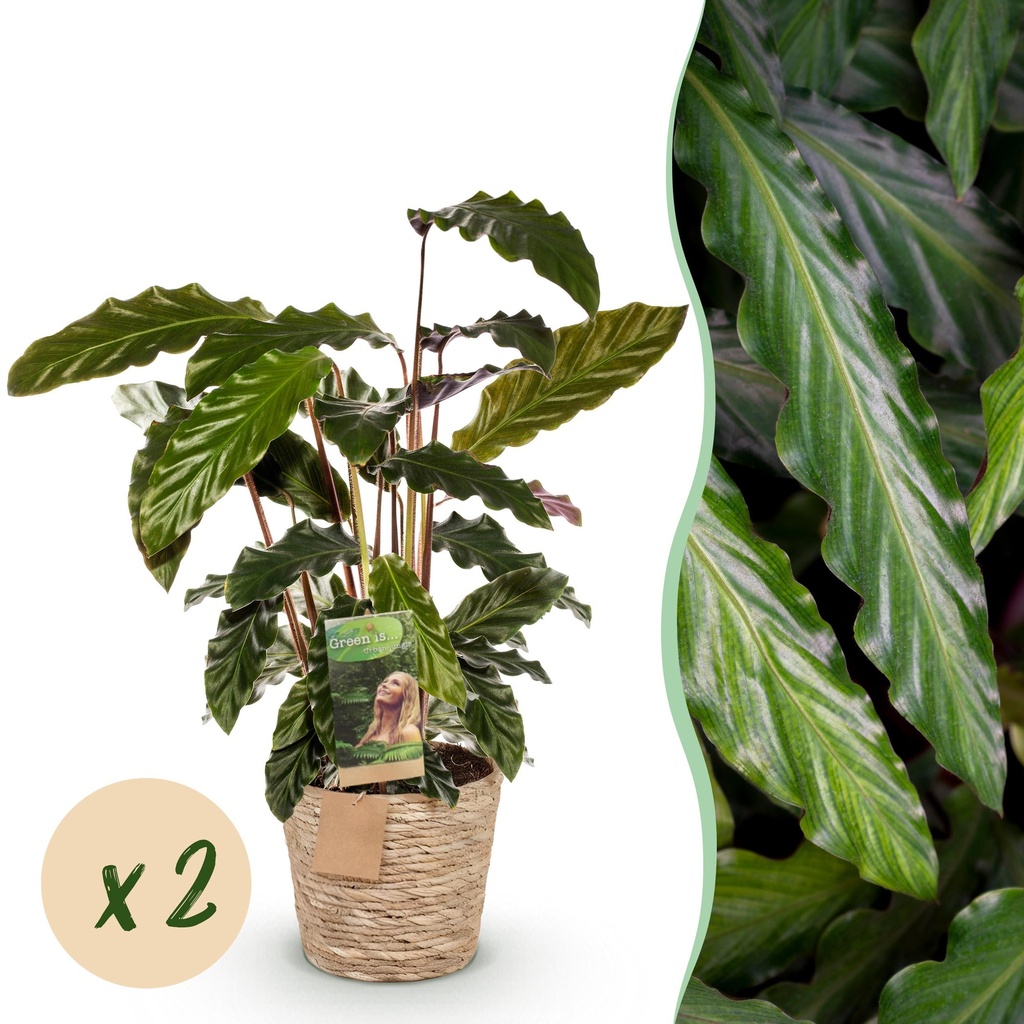 Zimmerpflanzen - Calathea Rufibarba - Pfauenpflanze - Wenig Pflege - mit Korb - Grün - 2 Pflanzen - Topf 17cm - Höhe 55-60cm