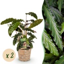 Zimmerpflanzen - Calathea Rufibarba - Pfauenpflanze - Wenig Pflege - mit Korb - Grün - 2 Pflanzen - Topf 17cm - Höhe 55-60cm