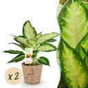 Zimmerpflanzen - Dieffenbachia Camilla - Dieffenbachia - Wenig Pflege - mit Korb - Bunt - 2 Pflanzen - Topf 17cm - Höhe 45-50cm