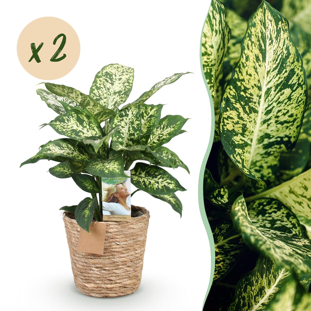 Zimmerpflanzen - Diefenbachia Compacta - Dieffenbachia - Wenig Pflege - mit Korb - Bunt - 2 Pflanzen - Topf 17cm - Höhe 45-50cm