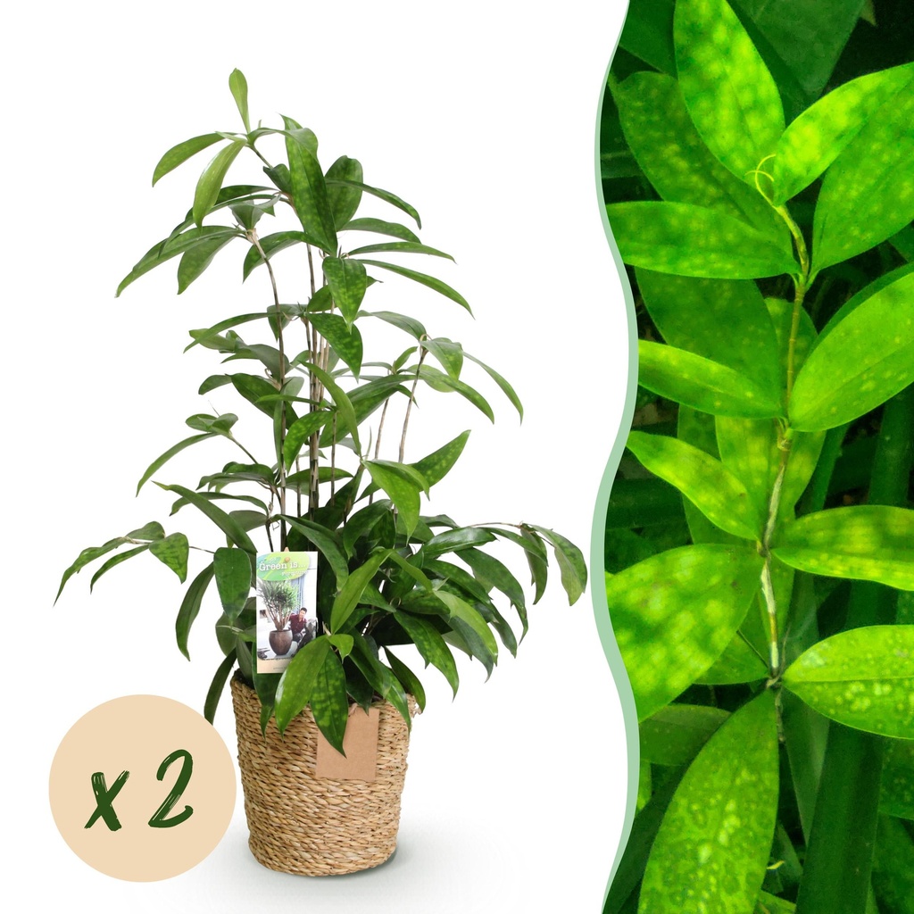 Zimmerpflanzen - Dracaena surculosa - Drachenblutbaum - Wenig Pflege - mit Korb - Grün - 2 Pflanzen - Topf 17cm - Höhe 60-70cm