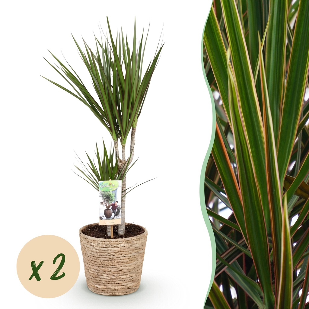 Zimmerpflanzen - Dracaena Marginata - Drachenbaum - Pflegeleicht - mit Korb - Grün - 2 Pflanzen - Topf 17cm - Höhe 70-80cm