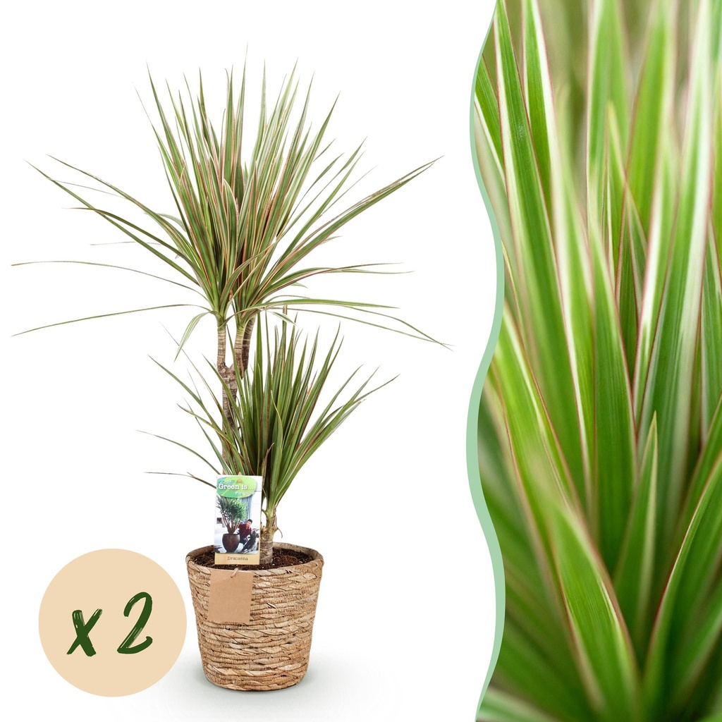 Zimmerpflanzen - Dracaena Sunray - Drachenbaum - Pflegeleicht - mit Korb - Grün - Gelb - 2 Pflanzen - Topf 17cm - Höhe 70-75cm