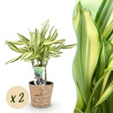 Zimmerpflanzen - Dracaena fragrans Diamond Dream - Drachenbaum - Wenig Pflege - mit Korb - Bunt - 2 Pflanzen - Topf 17cm - Höhe 50-55cm