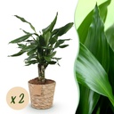 Zimmerpflanzen - Dracaena fragrans Steudneri - Drachenblutbaum - Wenig Pflege - mit Korb - Grün - 2 Pflanzen - Topf 17cm - Höhe 50-55cm