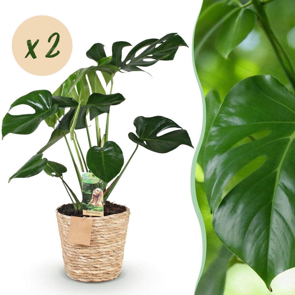 Zimmerpflanzen - Monstera Deliciosa - Fensterblatt - Pflegeleicht - mit Korb - Grün - 2 Pflanzen - Topf 17cm - Höhe 50-55cm