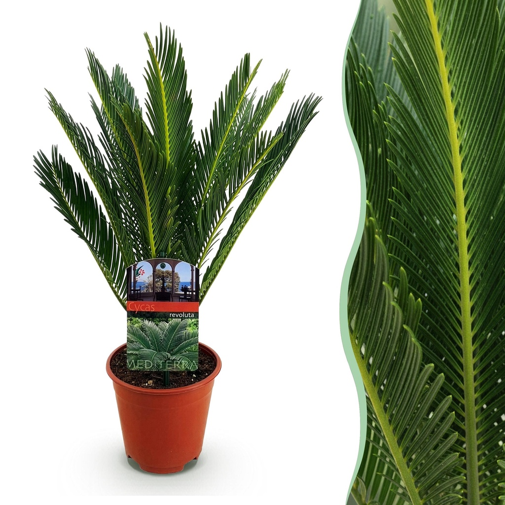 Zimmerpflanze - Cycas revoluta - Palmfarn - Wenig Pflege - Grün - 1 - Topf 15cm - Höhe 45-55cm