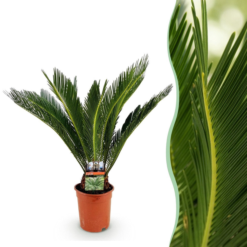 Zimmerpflanze - Cycas revoluta - Palmfarn - Wenig Pflege - Grün - 1 - Topf 17cm - Höhe 55-65cm