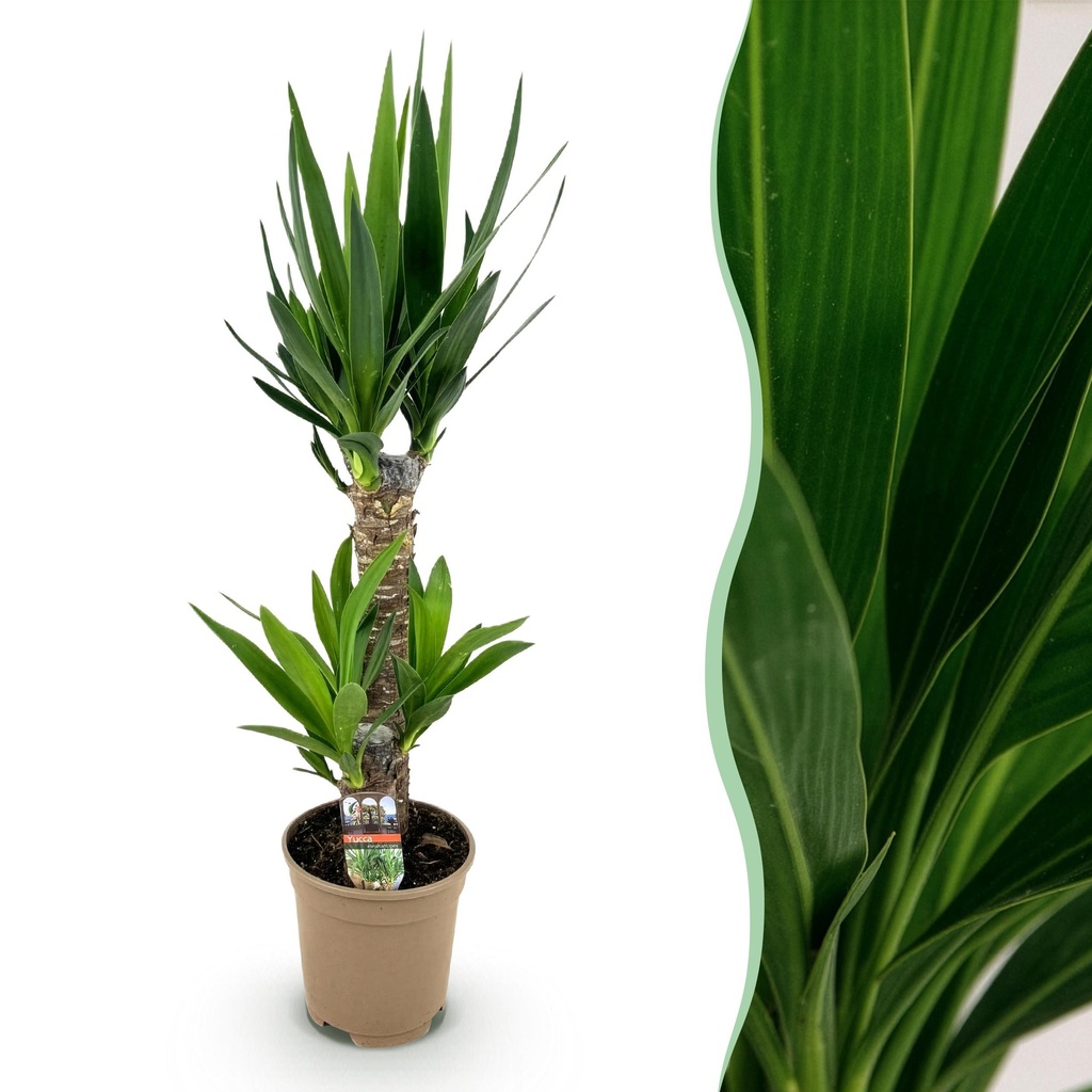 Zimmerpflanze - Yucca elephantipes - Yucca - Pflegeleicht - Grün - 1 - Topf 17cm - Höhe 75cm