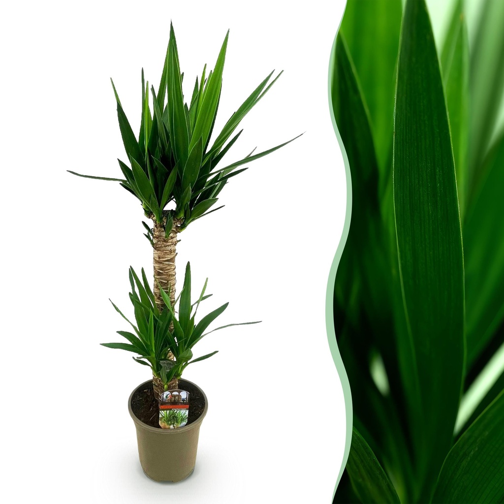 Zimmerpflanze - Yucca elephantipes - Yucca - Wenig Pflege - Grün - 1 - Topf 19cm - Höhe 95cm