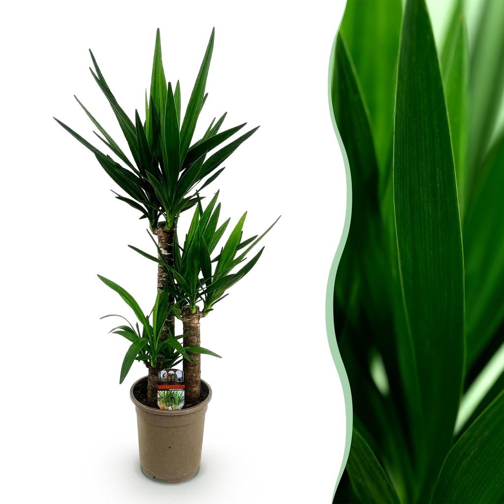 Zimmerpflanze - Yucca elephantipes - Yucca - Wenig Pflege - Grün - 1 - Topf 21cm - Höhe 100cm