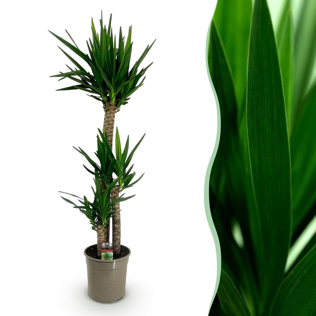 Zimmerpflanze - Yucca elephantipes - Yucca - Wenig Pflege - Grün - 1 - Topf 24cm - Höhe 140cm