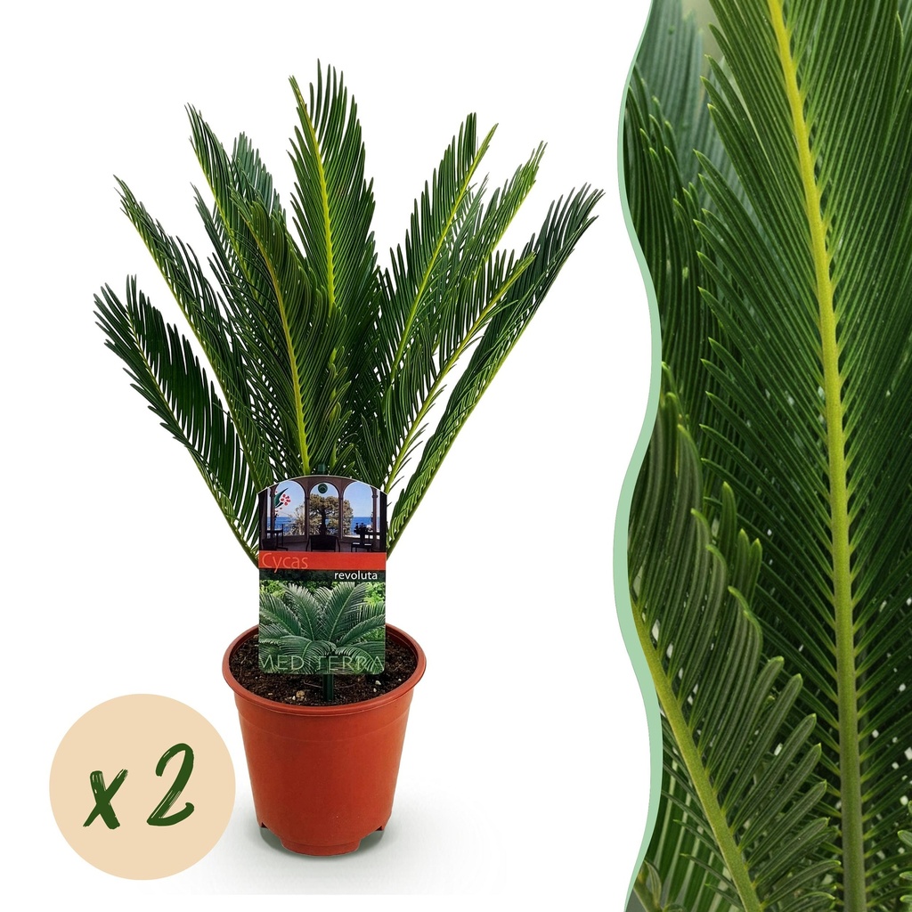 Zimmerpflanze - Cycas revoluta - Palmenfarn - Wenig Pflege - Grün - 2 - Topf 15cm - Höhe 45-55cm