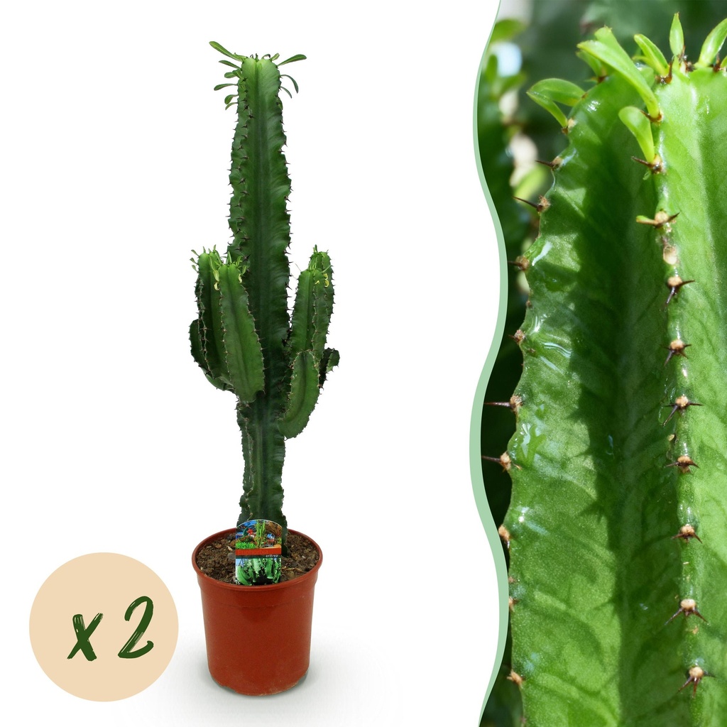 Zimmerpflanze - Euphorbia eritrea - Afrikanischer Milchbaum - Wenig Pflege - Grün - 2 - Topf 19cm - Höhe 70cm