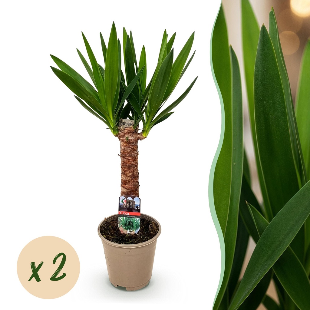 Zimmerpflanze - Yucca elephantipes - Yucca - Pflegeleicht - Grün - 2 - Topf 14cm - Höhe 55cm