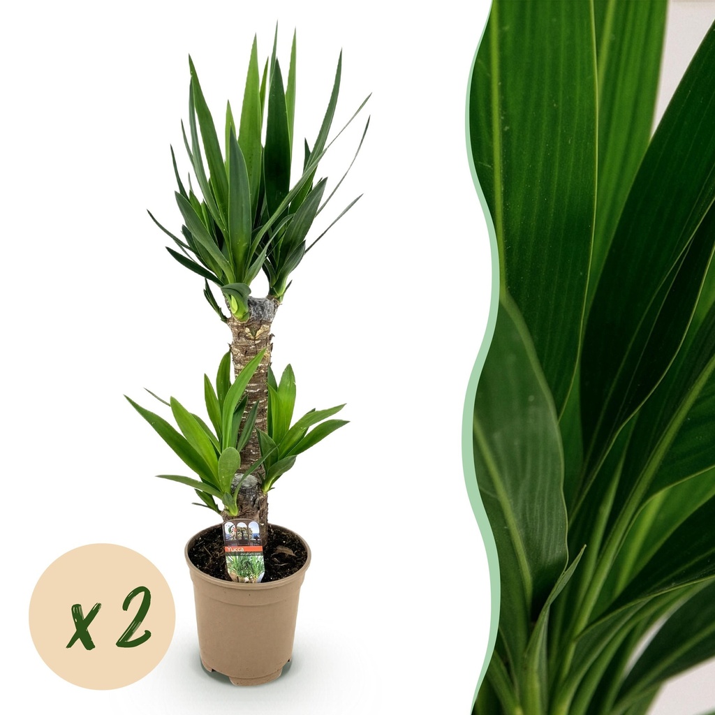 Zimmerpflanze - Yucca elephantipes - Yucca - Wenig Pflege - Grün - 2 - Topf 17cm - Höhe 75cm