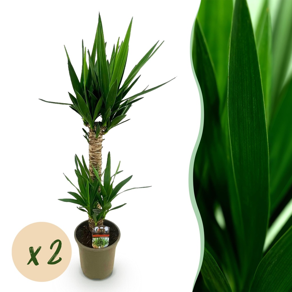 Zimmerpflanze - Yucca elephantipes - Yucca - Pflegeleicht - Grün - 2 - Topf 19cm - Höhe 95cm