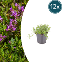 Sand-Thymian 12er-Set (Thymus serpyllum) – winterharte Duftstaude, Topf-Ø 9 cm, Höhe ca. 25 cm