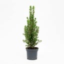 Mini-Weihnachtsbaum (Mini-Weihnachtsbaum) – künstlicher Weihnachtsbaum, Höhe ca. 30 cm