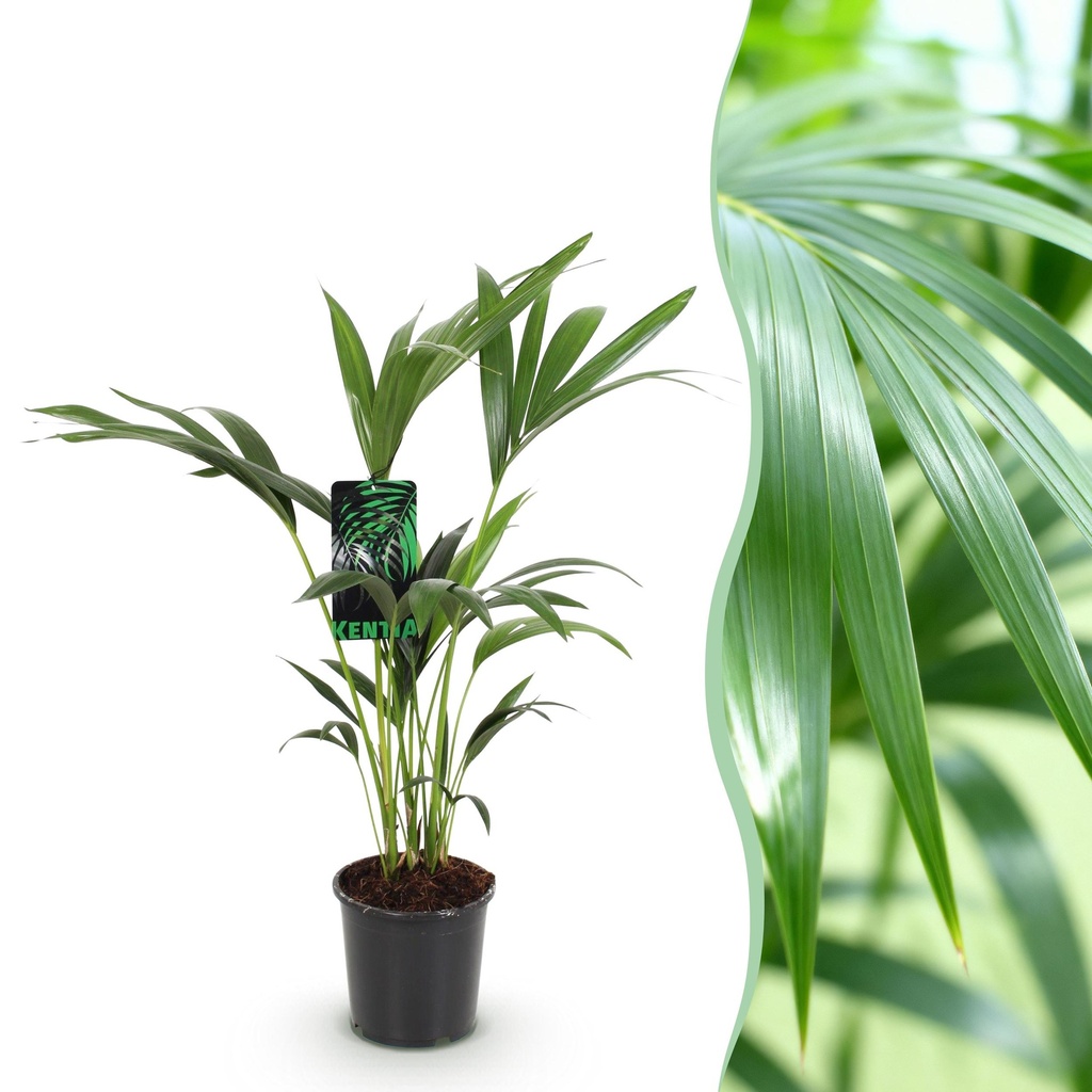 Zimmerpflanze - Howea Forsteriana - Kentia Palme - Wenig Pflege - Grün - 1 Pflanze - Topf 17cm - Höhe 70-75cm