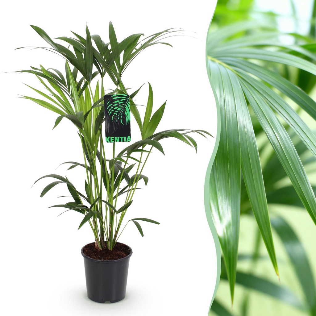 Zimmerpflanze - Howea Forsteriana - Kentia Palme - Wenig Pflege - Grün - 1 Pflanze - Topf 19cm - Höhe 80-85cm