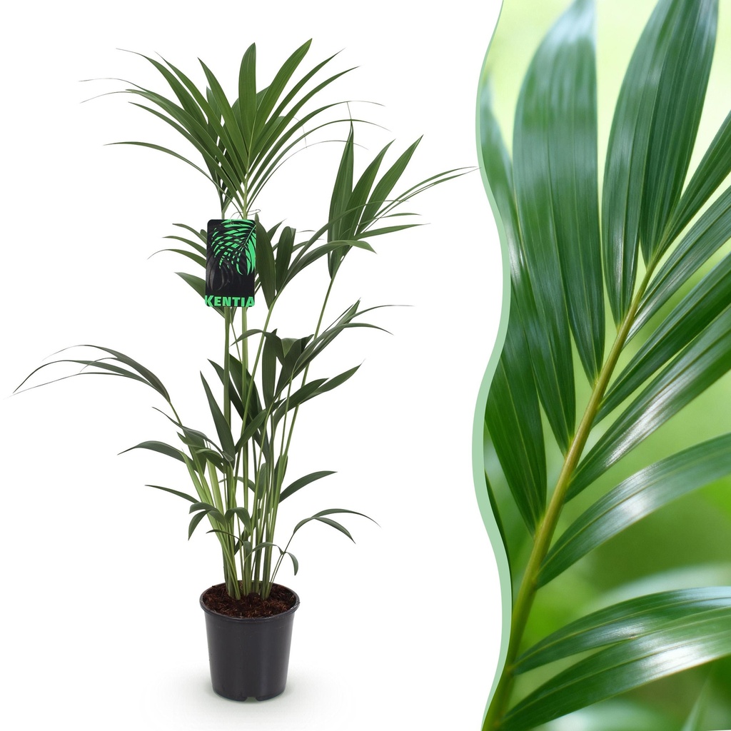 Zimmerpflanze - Howea Forsteriana - Kentia-Palme - Wenig Pflege - Grün - 1 Pflanze - Topf 21cm - Höhe 120-130cm