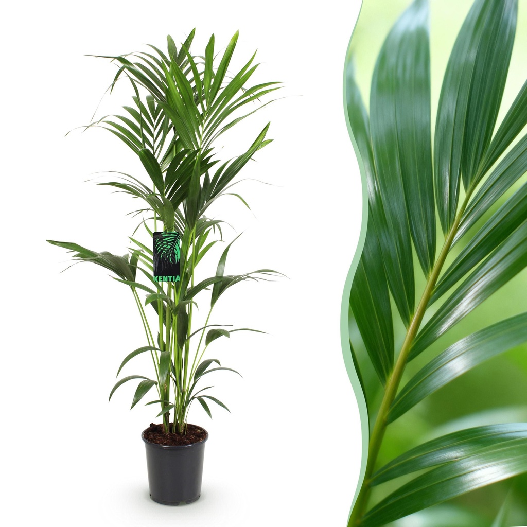 Zimmerpflanze - Howea Forsteriana - Kentia-Palme - Wenig Pflege - Grün - 1 Pflanze - Topf 24cm - Höhe 140-150cm