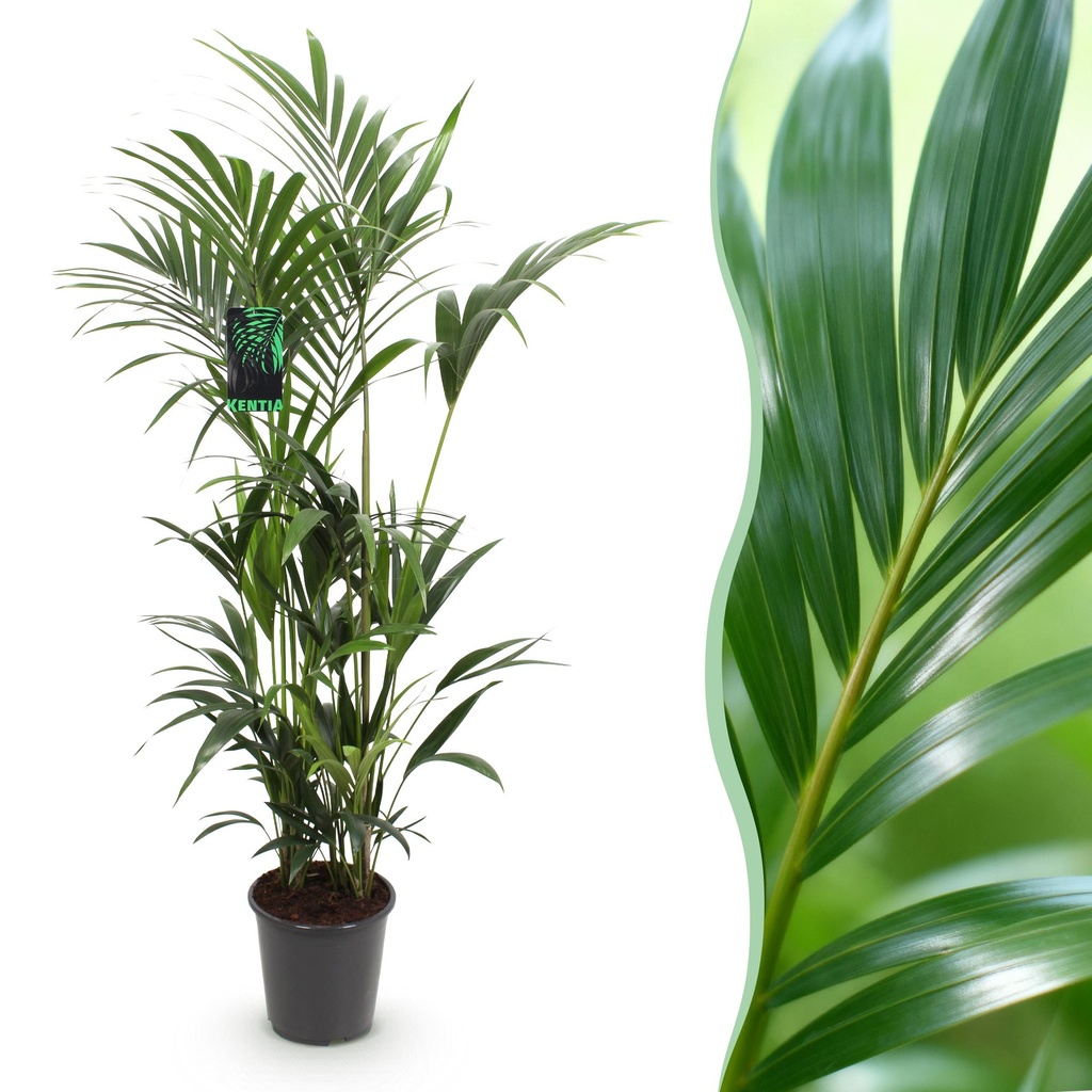 Zimmerpflanze - Howea Forsteriana - Kentia-Palme - Pflegeleicht - Grün - 1 Pflanze - Topf 27cm - Höhe 160-170cm