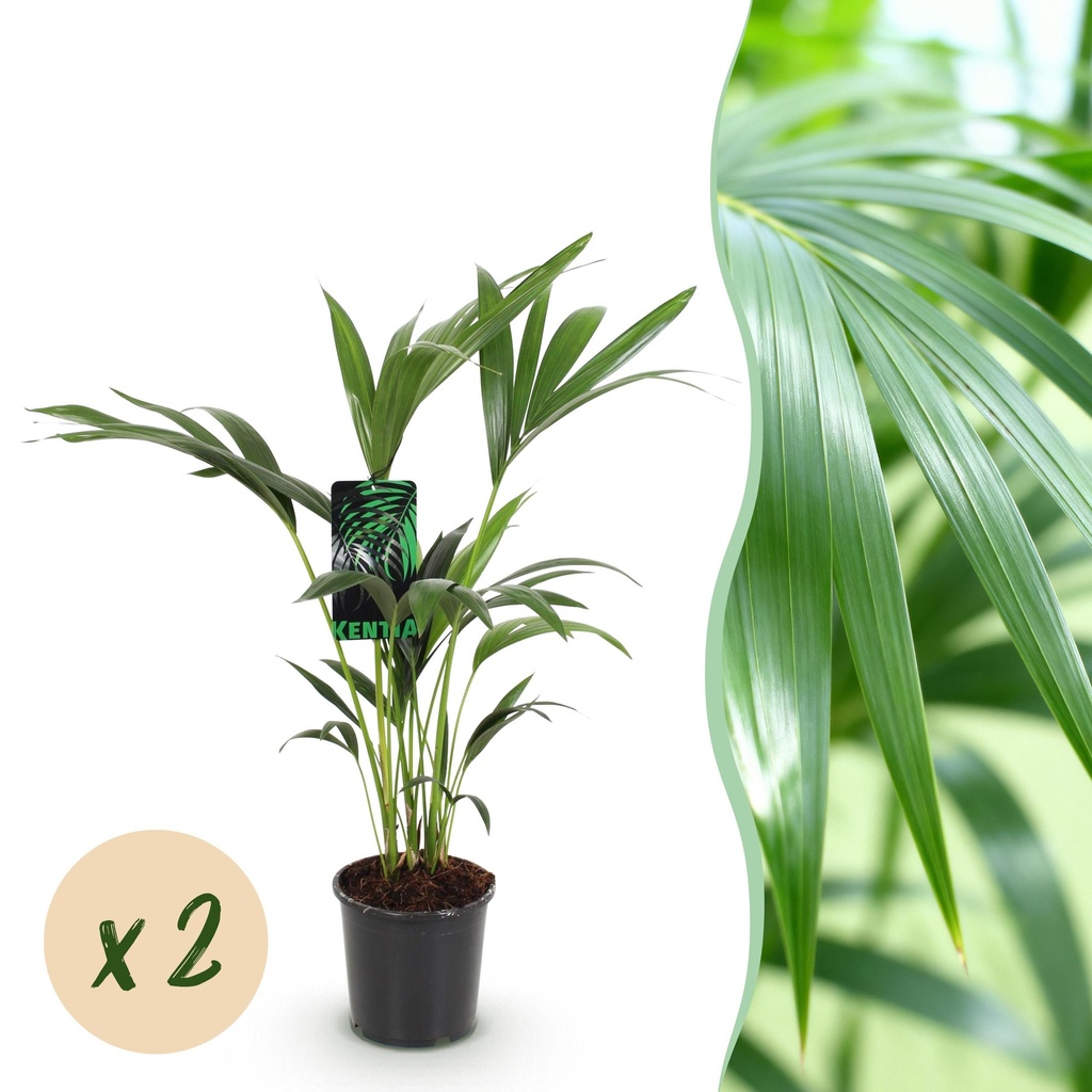 Zimmerpflanze - Howea Forsteriana - Kentia-Palme - Wenig Pflege - Grün - 2 Pflanzen - Topf 17cm - Höhe 70-75cm