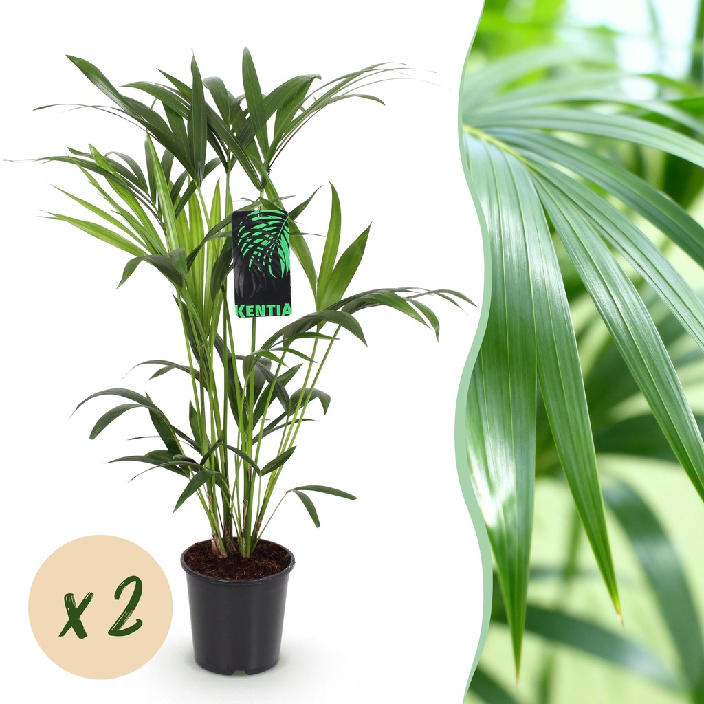 Zimmerpflanze - Howea Forsteriana - Kentia Palme - Wenig Pflege - Grün - 2 Pflanzen - Topf 19cm - Höhe 80-85cm