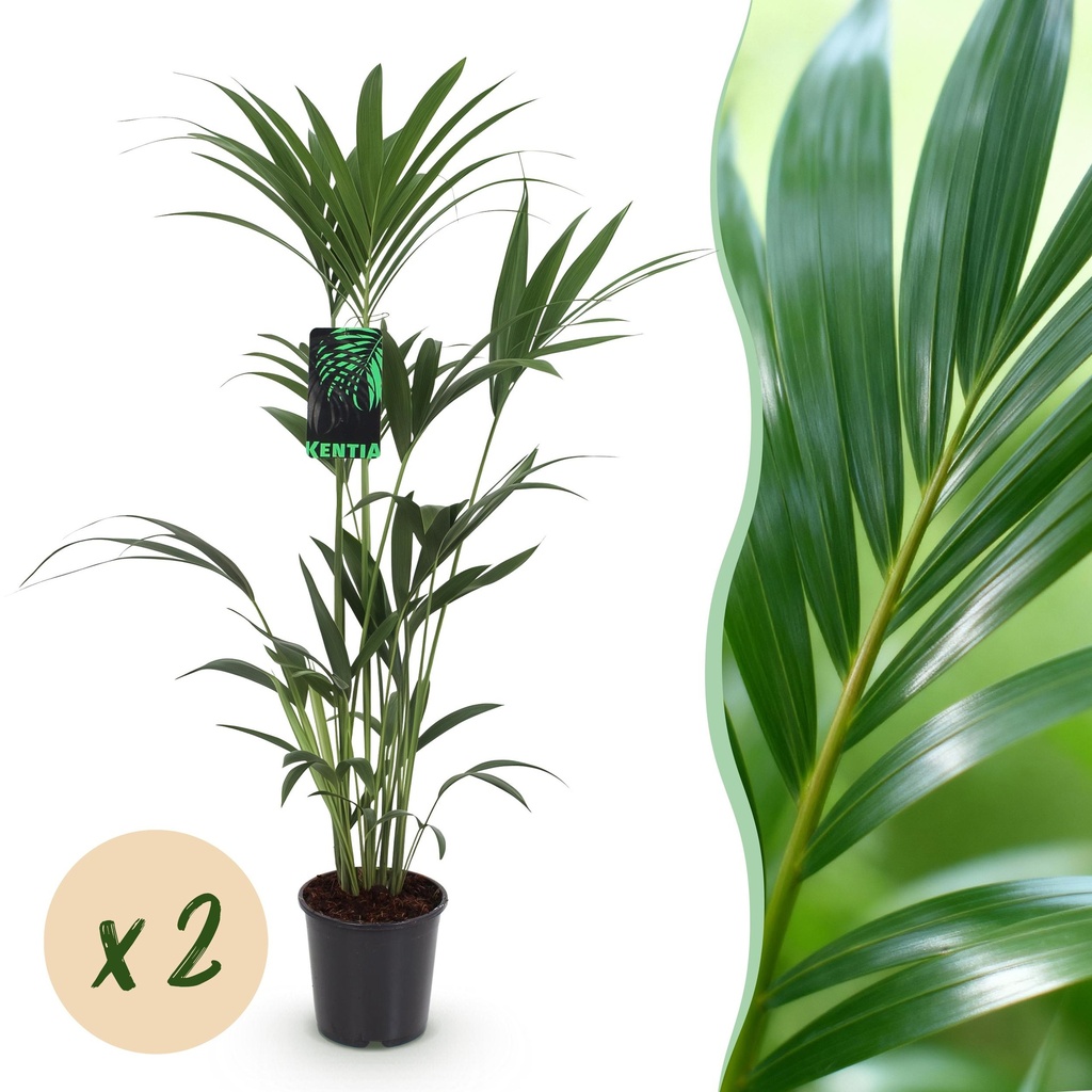 Zimmerpflanze - Howea Forsteriana - Kentia Palme - Wenig Pflege - Grün - 2 Pflanzen - Topf 21cm - Höhe 120-130cm