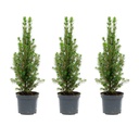 Weihnachtsbaum 3er-Set (Mini) – winterharter Nadelbaum, Höhe ca. 30 cm