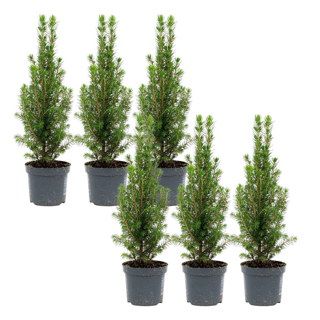 6x Mini-Weihnachtsbaum - Chamaecyparis - 25-30 cm