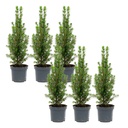 6x Mini-Weihnachtsbaum - Chamaecyparis - 25-30 cm