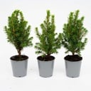 Mini-Weihnachtsbaum 3er-Set (Mini-Weihnachtsbaum) – pflegeleichte Zimmerpflanze, Topf-Ø 6 cm, Höhe ca. 20 cm